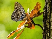 Gałązka, Motyl, Caligo eurilochus, Liście
