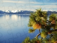 Gałązka, Kalifornia, Jezioro, Góry, Tahoe