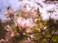 Kwiat, Magnolia, Różowy, Gałązki