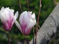 Kwiaty, Magnolia, Dwa, Gałązki