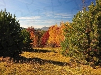 Gama, Jesień, Las, Drzewa, Kolorów