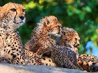 Gepard, Małe