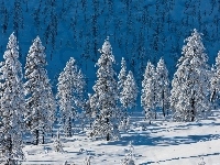 Drzewa, Góra, Zima