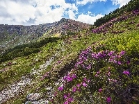 Ścieżka, Góry, Kwiaty