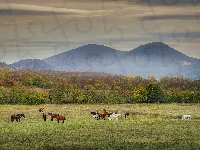 Konie, Góry, Pastwisko, Jesień, Mgła