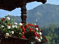 Góry Alpy, Pelargonie, Taras, Austria