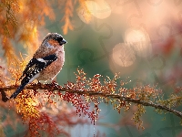 Kolorowy, Gałązka, Ptak, Grafika AI, Drzewo