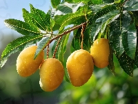 Mango, Gałąź, Owoce, Grafika AI, Liście