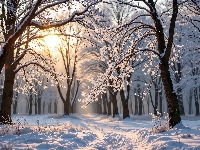 Zima, Drzewa, Las, Grafika AI, Słońce