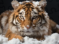 Spojrzenie, Śnieg, Tygrys, Grafika