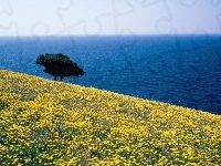 Morze, Grecja, łąka