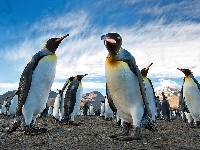 Pingwinów, Gromada, Góry