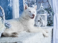 Husky, Biały, Siberian, Pies