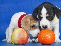Jabłko, Psy, Szczenieta, Pomarańcza