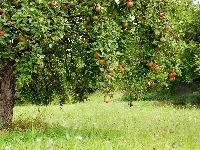 Jabłonka, Owoce