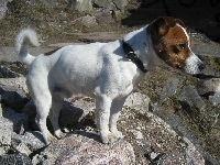 Jack Russell Terrier, skały