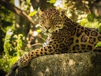 Jaguar, Skała