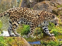 Woda, Jaguar, Skały