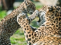 Samica, Jaguary, Młode