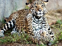 Jaguary, Zabawa