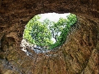 Otwór, Jaskinia, Drzewa