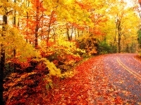 Droga, Jesień, Liście