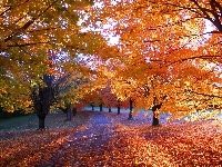 Jesień, Droga, Drzewa, Park