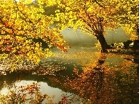 Drzewa, Jesień, Jezioro