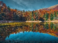 Las, Park Narodowy Biogradska Gora, Drzewa, Czarnogóra, Jezioro Biograd, Jesień