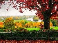 Park, Jesień, Drzewo
