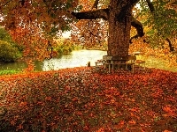 Rzeka, Jesień, Park