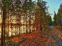Jezioro, Droga, Drzewa, Jesień