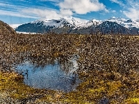 Góry, Jezioro, Islandia, Park Narodowy Vatnajökull, Drzewa