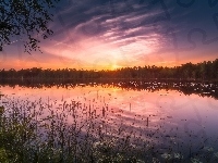 Jezioro Siikajärvi, Gmina Ruovesi, Drzewa, Finlandia, Park Narodowy Helvetinjärvi, Zachód słońca