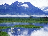 Łabędzie, Góry, Jezioro, Alaska