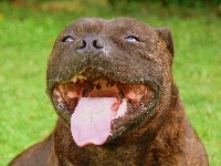 język, pysk, Staffordshire Bull Terrier