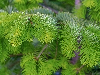 Jodła, Gałązki, Zielone