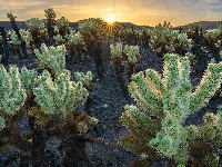 Cholla, Kalifornia, Stany Zjednoczone, Park Narodowy Joshua Tree, Promienie słońca, Kaktusy