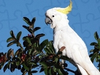 Kakadu, Biała, Papuga, Drzewo
