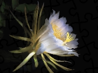 Epiphyllum, Biały, Kwiat, Kaktus
