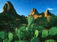 Góry, Kaktusy, Pustynia