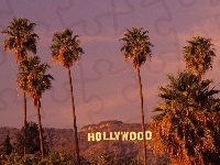 Hollywood, Kalifornia, Palmy