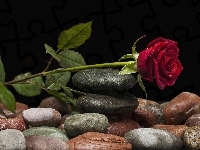 Kamienie, Tło, Róża, Czerwona, Ciemne