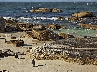 Kamienie, Morze, Plaża, Pingwiny