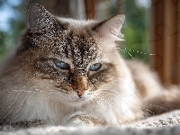 Kanapa, Ragdoll, Kot