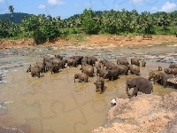 Kąpiel, Słonie, Rzeka, Sri Lanka
