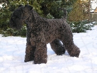 Kerry blue terrier, śnieg