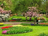 Klomby, Park, Kwiaty, Drzewa