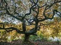 Drzewo, Klon japoński