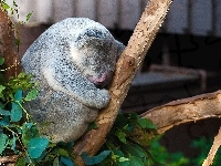 Koala, Śpiący, Miś, Drzewo